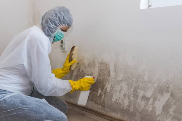 Office Mold Removal Services in Marmora, NJ
